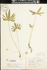 Viola palmata var. dilatata image