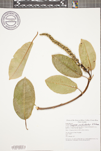 Sapium pachystachys image