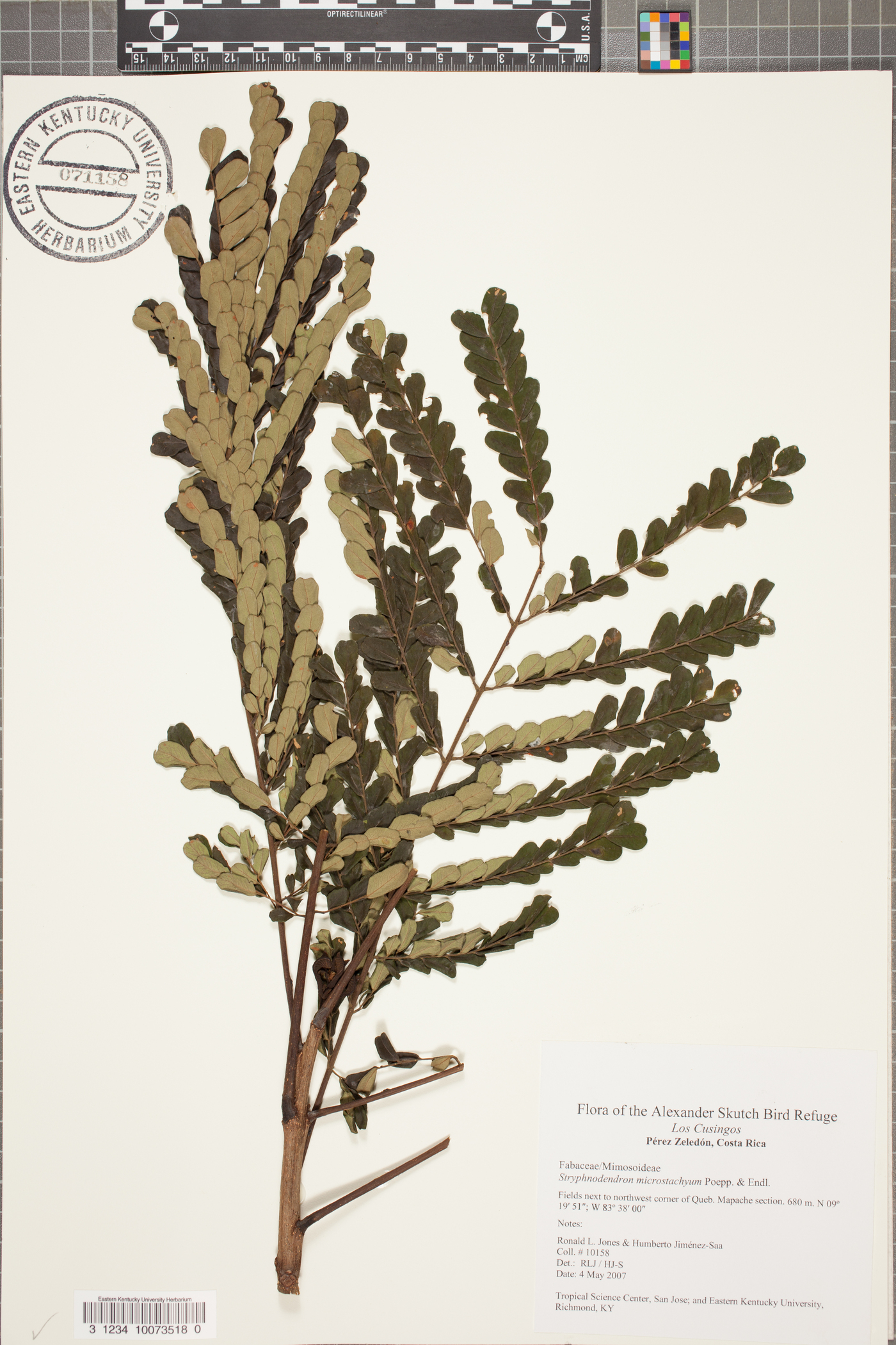 Stryphnodendron microstachyum image