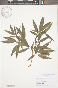 Zygia longifolia image