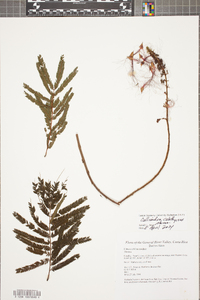 Calliandra calothyrsus image