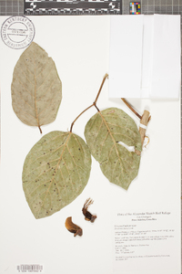 Erythrina fusca image