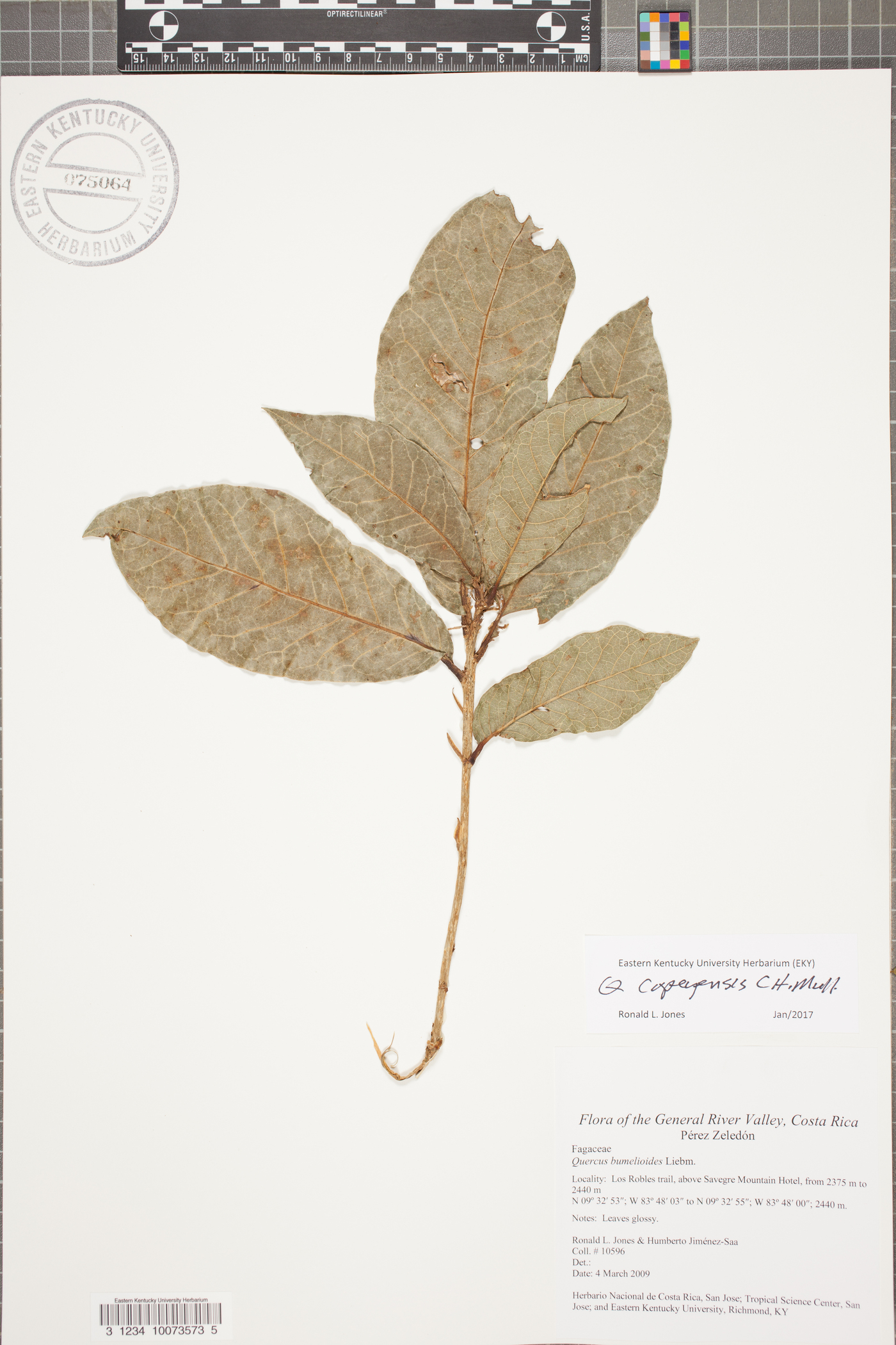 Quercus copeyensis image