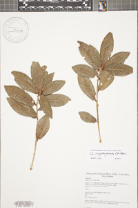 Quercus copeyensis image