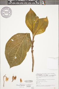 Macrocarpaea macrophylla image