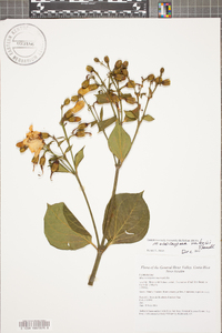 Macrocarpaea macrophylla image