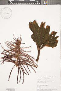 Gunnera insignis image