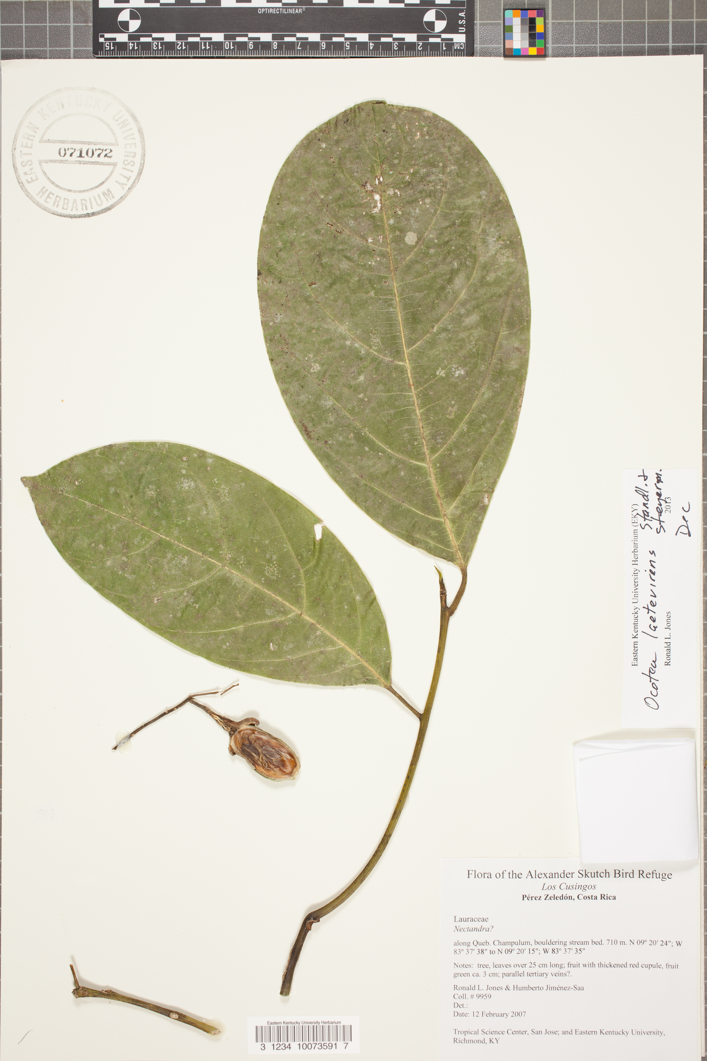 Ocotea laetevirens image