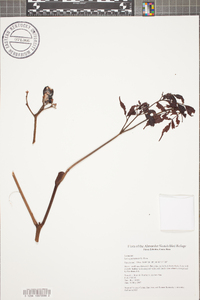 Leea guineensis image