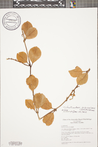 Phthirusa stelis image