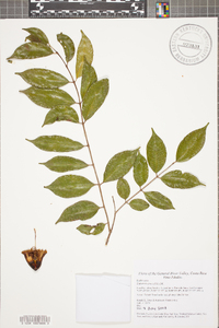 Lafoensia punicifolia image