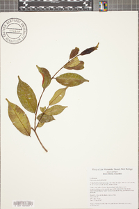 Lafoensia punicifolia image