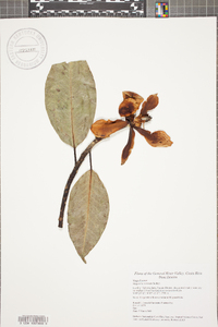 Magnolia sororum image