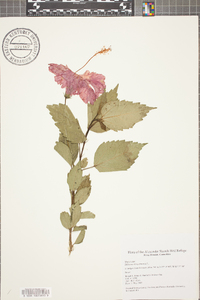 Hibiscus rosa-sinensis image