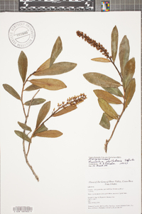 Ruyschia phylladenia image