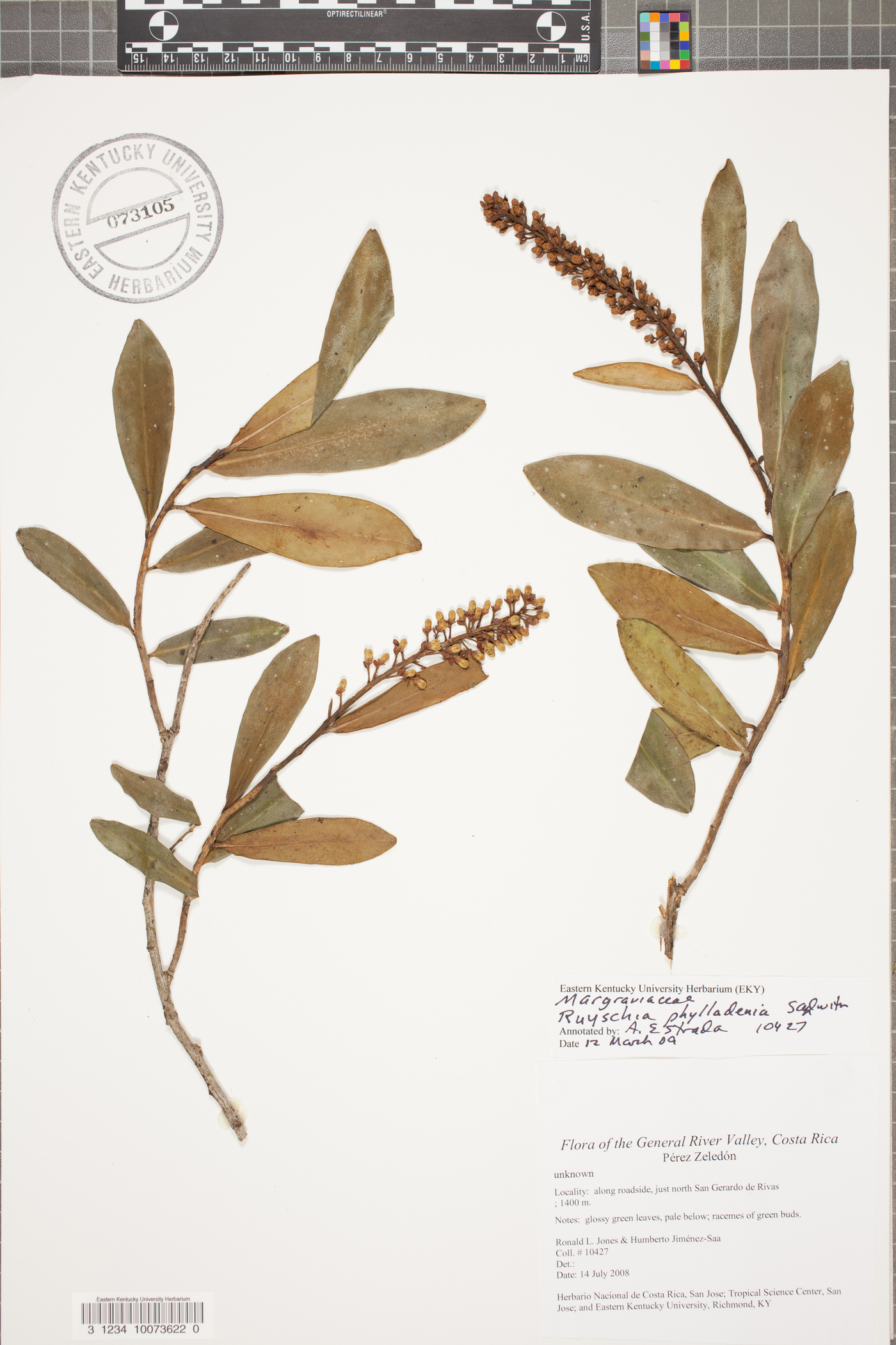 Ruyschia phylladenia image