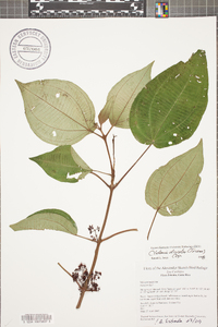 Clidemia discolor image