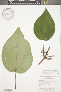 Clidemia discolor image