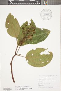Conostegia oerstediana image