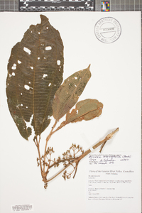 Miconia magnifolia image