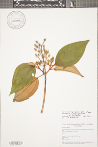 Miconia dodecandra image