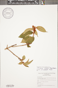Miconia lacera image