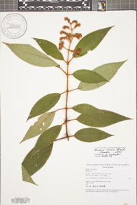 Miconia lacera image