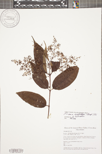 Miconia minutiflora image