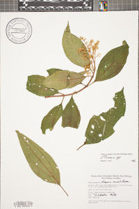 Miconia minutiflora image