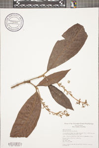 Miconia trinervia image