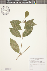 Mollinedia viridiflora image