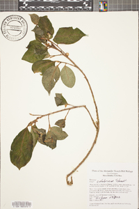 Ficus colubrinae image