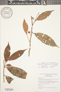 Ardisia guianensis image