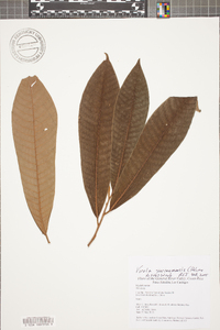 Virola surinamensis image