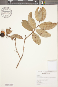 Psidium guajava image