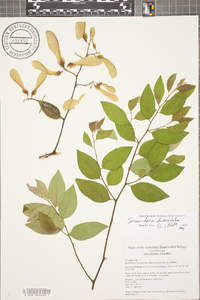 Securidaca diversifolia image