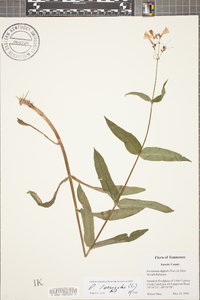 Penstemon laevigatus image