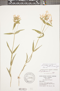 Phlox glaberrima image