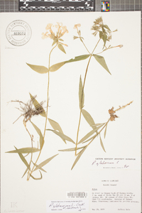 Phlox glaberrima image