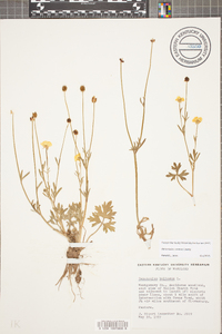 Ranunculus sardous image