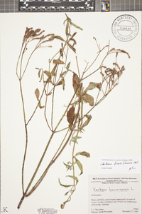 Verbena brasiliensis image