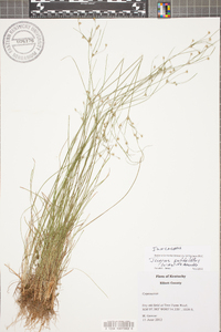 Juncus anthelatus image