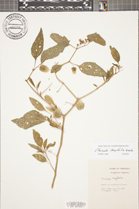 Physalis longifolia image