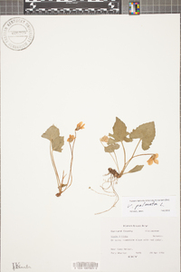 Viola palmata image