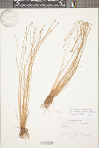 Eleocharis ovata image