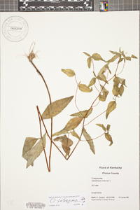 Oenothera tetragona image