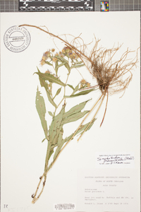 Symphyotrichum prenanthoides image