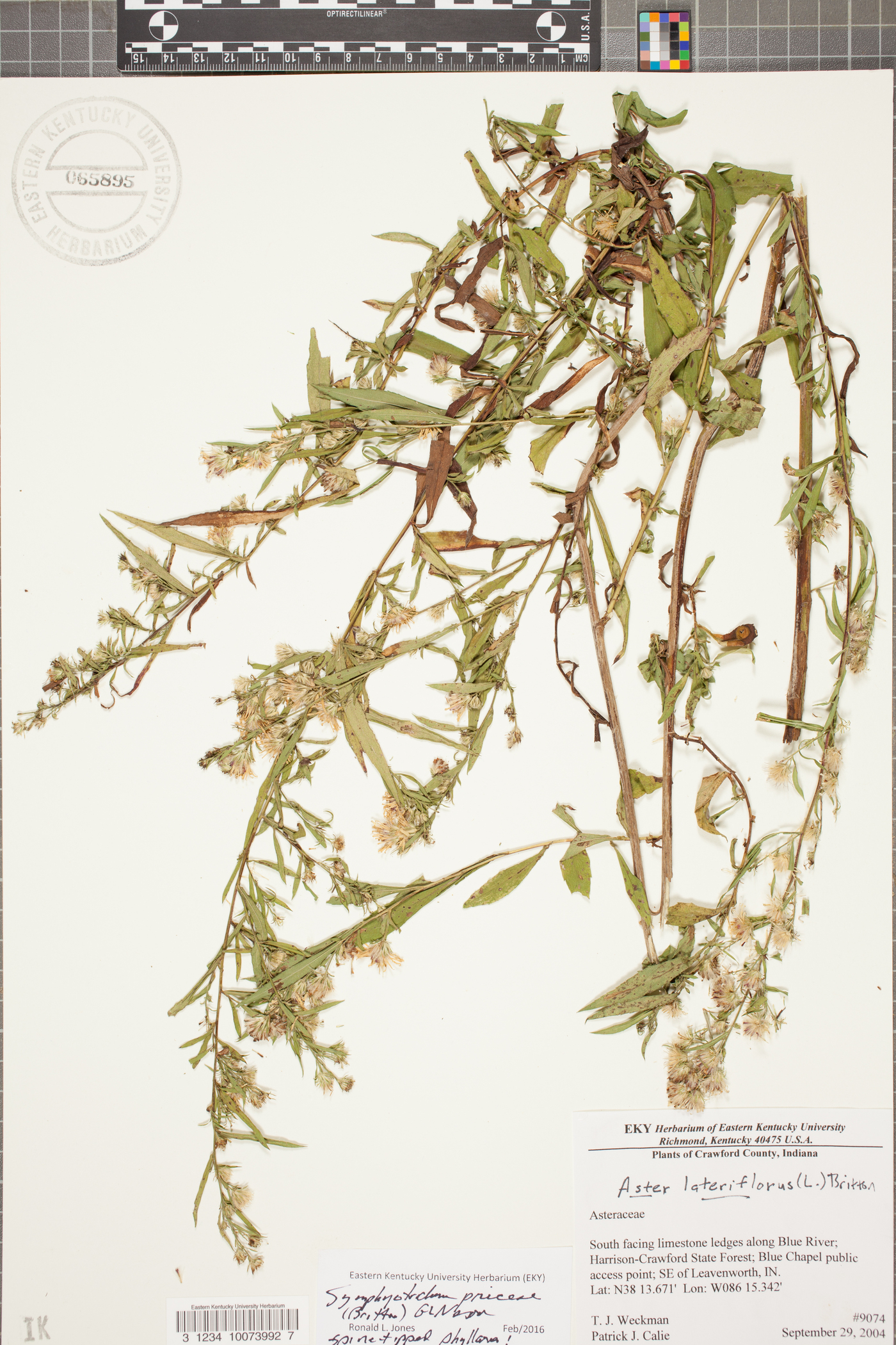 Symphyotrichum priceae image