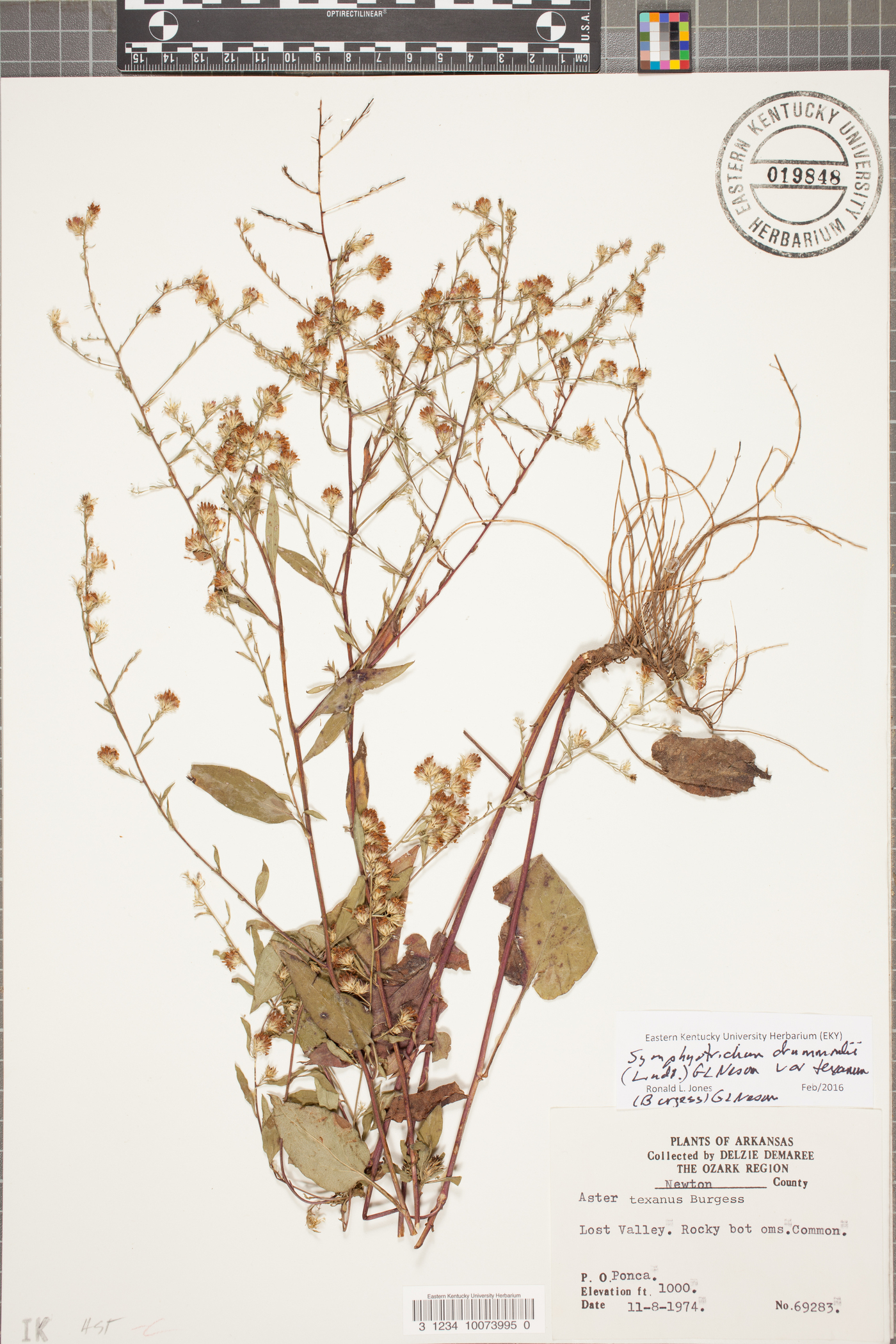 Symphyotrichum drummondii var. texanum image