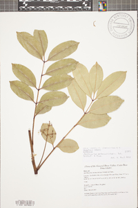 Zanthoxylum melanostictum image